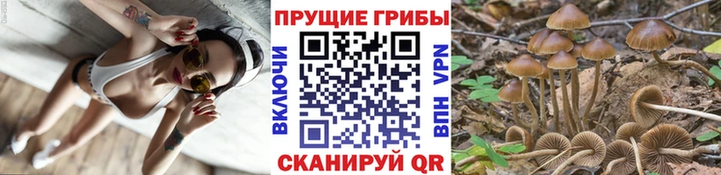 Псилоцибиновые грибы Magic Shrooms  где можно купить   Венёв 